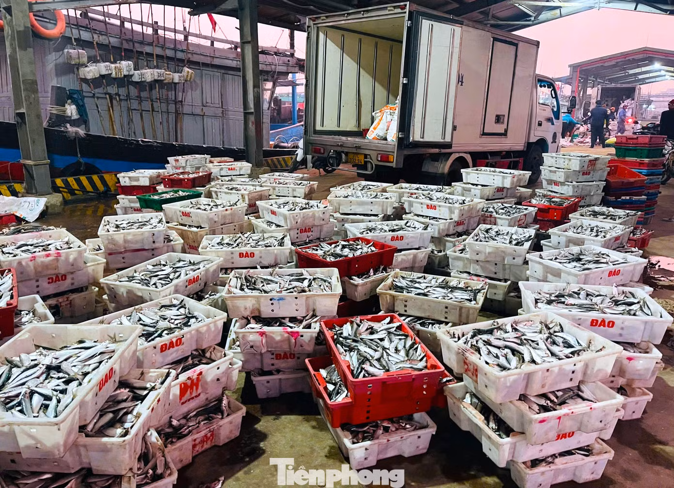 Tại bến thuyền, những chiếc xe tải đông lạnh cỡ lớn của các thương lái đã đợi sẵn để thu mua cá trích tươi. Thời điểm hiện tại, cá trích được thu mua tại bến với giá từ 13.000 đồng đến 15.000 đồng/kg, tùy theo kích cỡ. Giá cá trích đang ở mức cao giúp ngư dân có thu nhập lớn trong những chuyến biển ngày cuối năm.