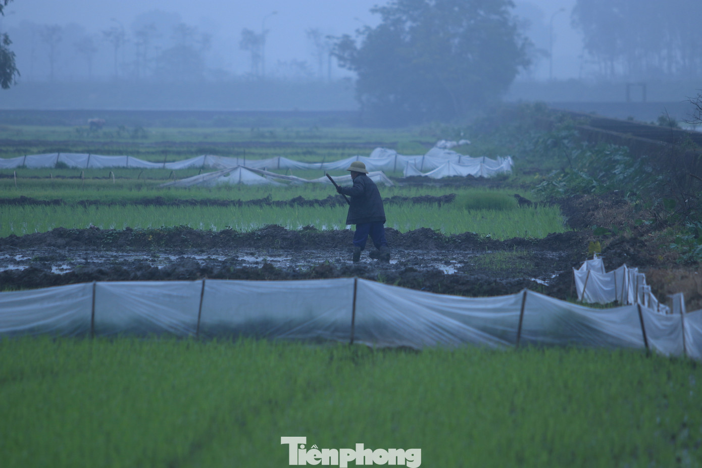Thời tiết ở Nghệ An những ngày này trời rét buốt nên khi ra đồng cấy, ngoài mặc nhiều lớp áo ấm, bịt kín mặt mũi thì họ sẽ khoác thêm lớp áo ni-lon vừa giữ nhiệt vừa tránh sương, tránh mưa gió thất thường.