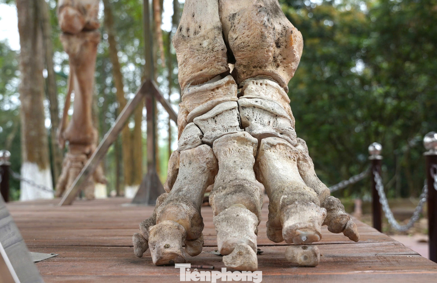 “Quá trình làm tiêu bản, chúng tôi phát hiện khi còn sống, bộ chi của một con đã bị gãy nhưng tự phục hồi. Bước đầu chúng tôi nhận định đây có thể là xung đột của con voi khi tách đàn trước đó dẫn đến bị thương”, Giám đốc Vườn quốc gia Pù Mát nói. “Quá trình làm tiêu bản, chúng tôi phát hiện khi còn sống, bộ chi của một con đã bị gãy nhưng tự phục hồi. Bước đầu chúng tôi nhận định đây có thể là xung đột của con voi khi tách đàn trước đó dẫn đến bị thương”, Giám đốc Vườn quốc gia Pù Mát nói.