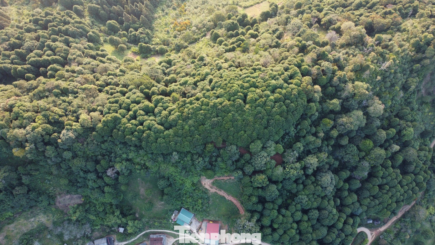 Khu rừng cây Pơmu, Samu rộng cả trăm ha ở xã Tây Sơn (huyện Kỳ Sơn, Nghệ An).