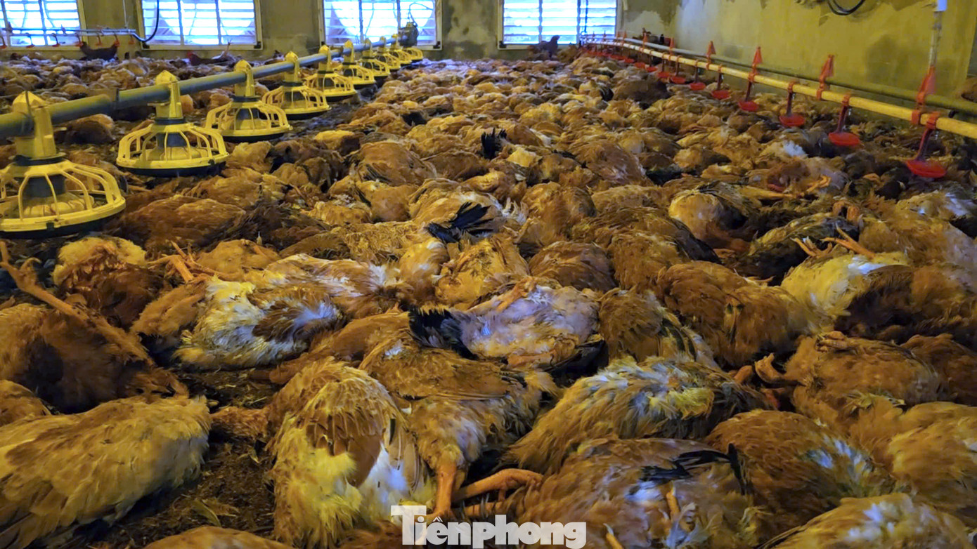 "Anh em công nhân lấy máy phát điện dự phòng ra cấp điện lại cho trang trại nhưng không kịp. Chuồng trại làm hệ thống khép kín nên chỉ ít phút, cả 9.000 con gà bị chết ngạt", một công nhân trong trang trại chia sẻ.