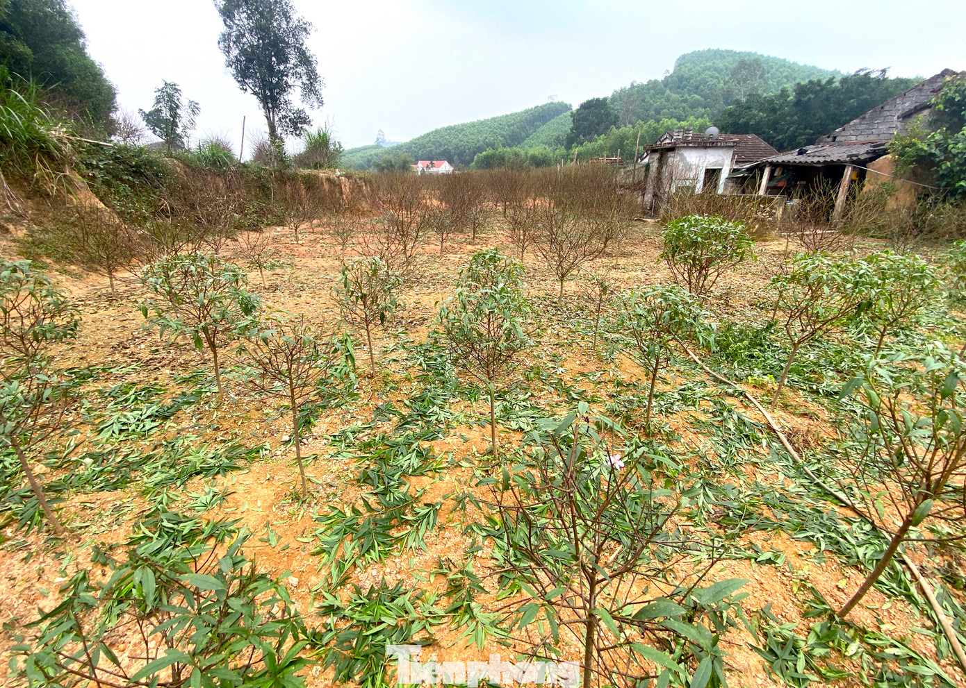 Những ngày đầu tháng 1/2025, người dân làng trồng đào xã Kim Thành (huyện Yên Thành, tỉnh Nghệ An) tất bật tỉa cành, tuốt lá để cây đào ra hoa đúng dịp Tết Nguyên đán 2025.