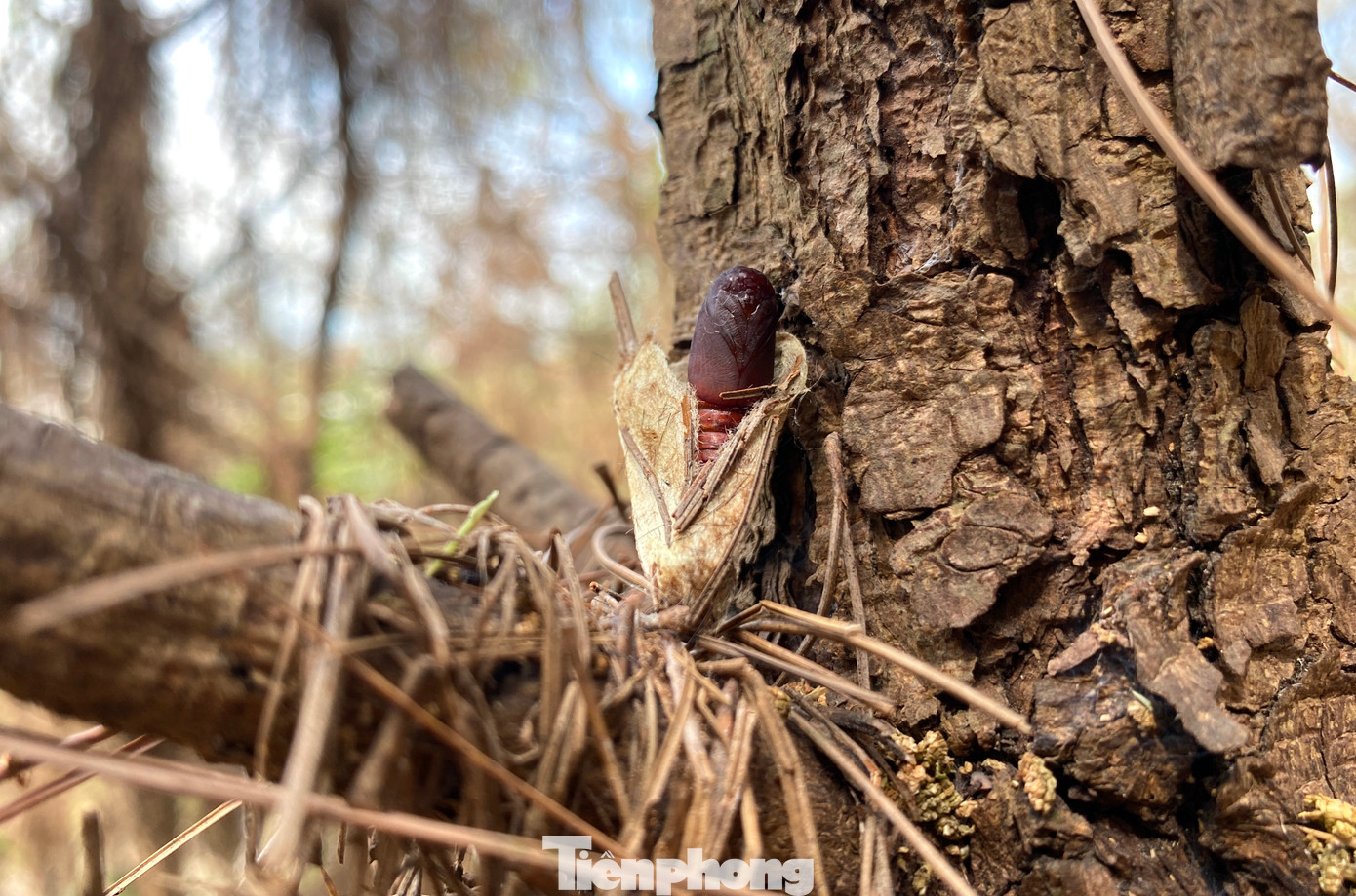 "Hiện sâu đã bắt đầu đóng kén chuẩn bị vòng đời mới nên chúng tôi tạm dừng không phun thuốc. Thay vào đó, đơn vị đang chuẩn bị đèn và các vật dụng làm các điểm đèn để bẫy bắt sâu trưởng thành nở ra bướm”, ông Trần Văn Trường - Phó Ban Quản lý Rừng phòng hộ huyện Nghi Lộc (Nghệ An) nói.