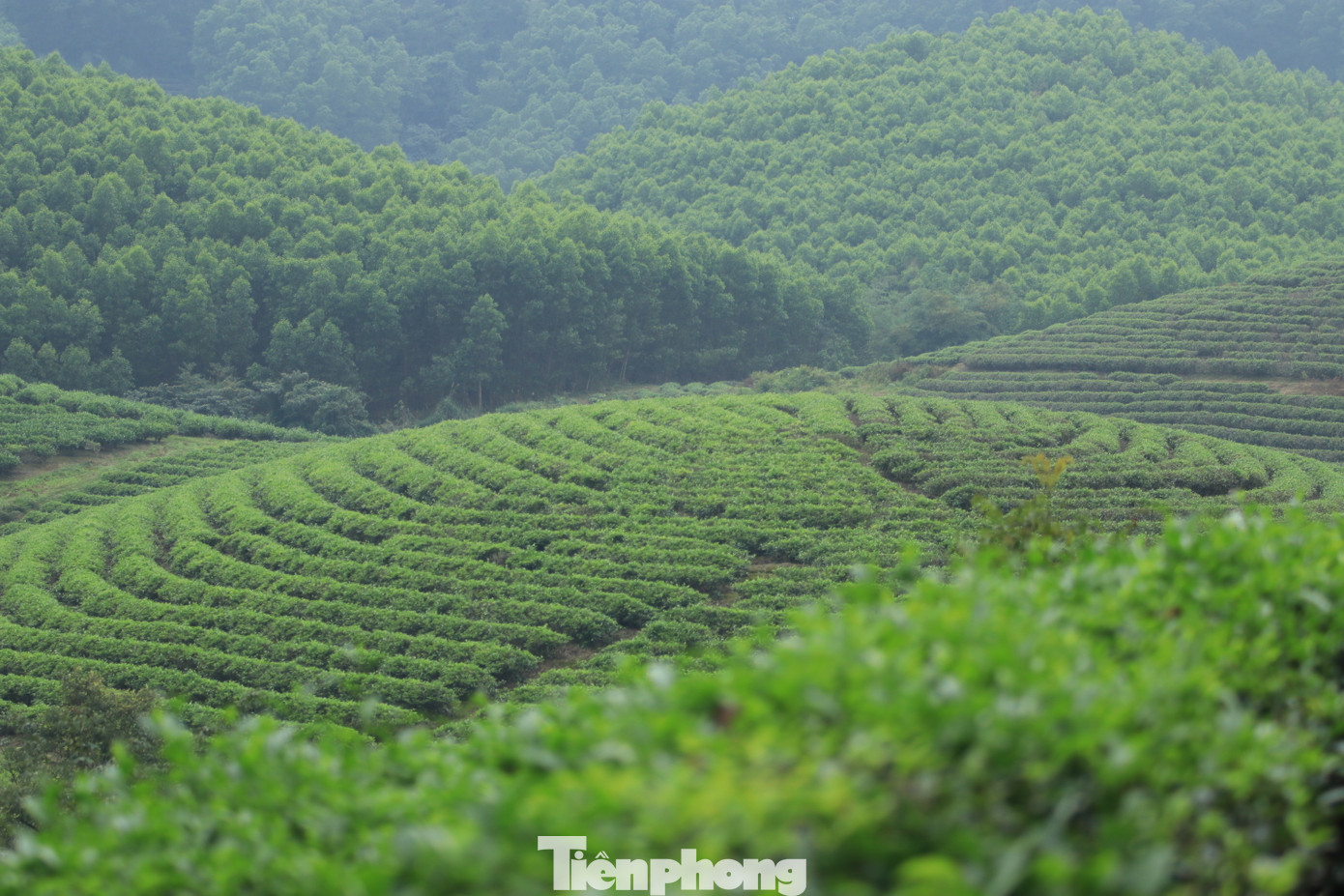 Với khung cảnh thiên nhiên hùng vĩ, đẹp tựa tranh vẽ, ốc đảo chè xanh thu hút rất nhiều khách du lịch trong nước và quốc tế đến tham quan, trải nghiệm.