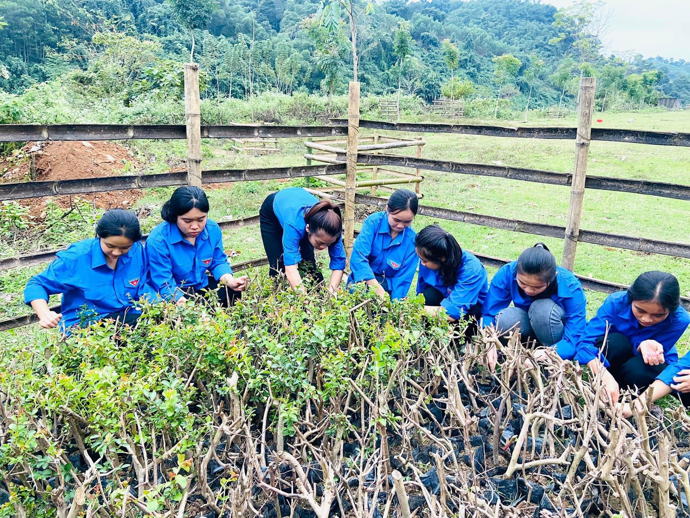 "Mô hình thực hiện nhằm tiết kiệm chi phí mua cây giống, chủ động nguồn cây giống, phục vụ việc trồng để cải tạo cảnh quan môi trường. Đồng thời khẳng định được sự đóng góp của sức trẻ trong việc chung tay xây dựng nông thôn mới cũng như góp phần tuyên truyền, nâng cao ý thức trong đoàn viên, thanh niên và người dân về bảo vệ môi trường, trồng, chăm sóc cây xanh cũng như chung tay xây dựng nông thôn mới, nông thôn mới nâng cao trên địa bàn huyện", chị Lữ Thị Băng Châu chia sẻ.