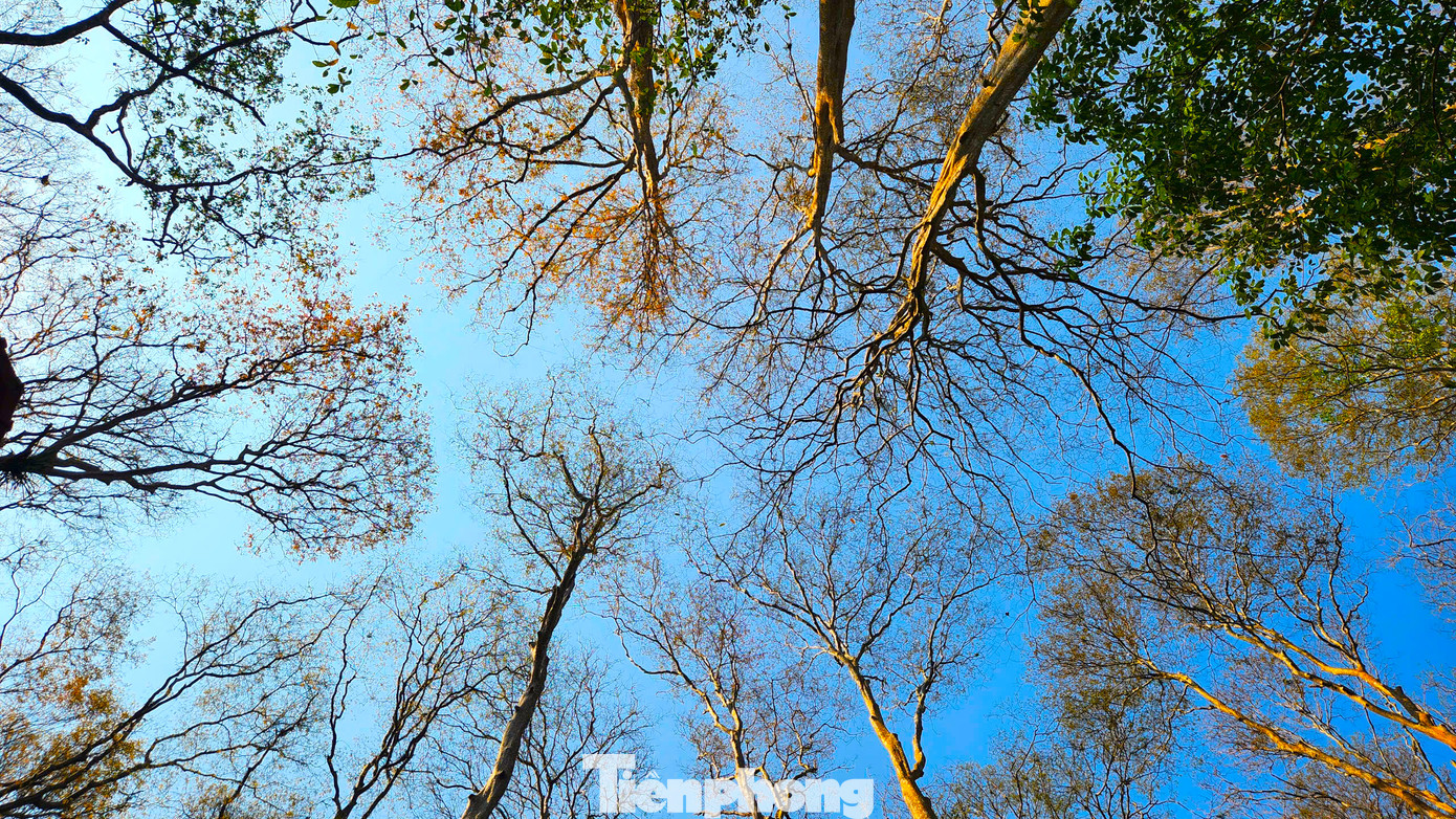 Đứng dưới mặt đất nhìn ngược lên, ngọn cây săng lẻ rụng lá chằng chịt giữa bầu trời. Đứng dưới mặt đất nhìn ngược lên, ngọn cây săng lẻ rụng lá chằng chịt giữa bầu trời.