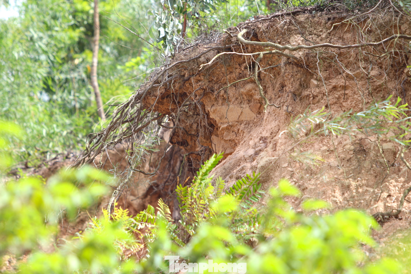 Phía trên núi đất đá có dấu hiệu tiếp tục sạt lở. Nhiều cây cối bị sạt lở đất chỉ còn rễ trơ trọi. Một số cây bị sạt lở xuống lưng chừng. Chỉ chờ cơn mưa lớn, những phần đất đá này sẽ tiếp tục trôi xuống nhà dân phía dưới.