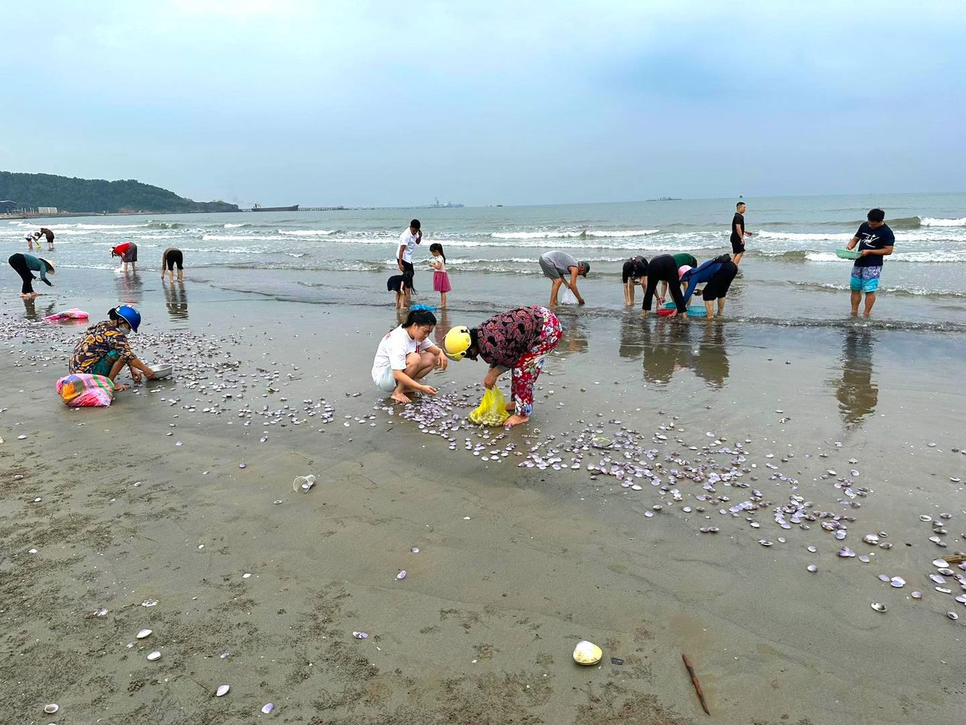 Nghe tin ngao trôi dạt vào bờ biển nhiều, hàng trăm người sinh sống gần đó đã mang theo bao, bì ra biển vớt ngao.