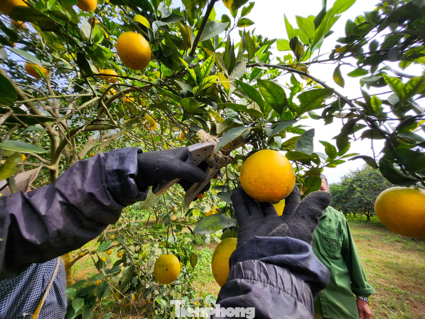Để kịp thu hoạch bán cho khách dịp Tết, ông Biên phải thuê nhiều nhân công về cắt, chọn và phân loại cam.