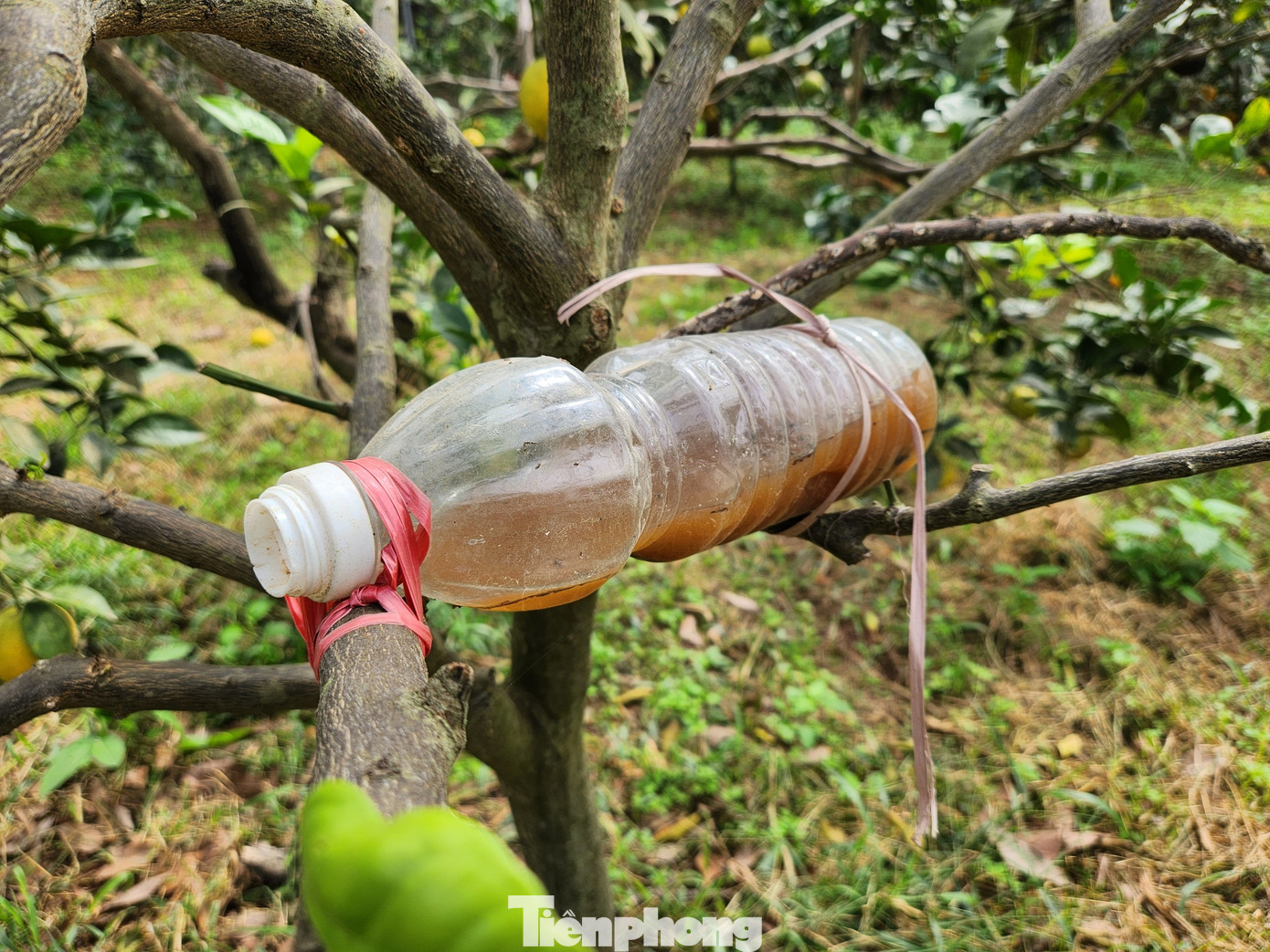 Để tạo ra loại nước này, ông Biên dùng cá đồng rồi ủ trong nhiều ngày để lên men. Sau đó trộn thêm nước lạnh để tạo ra mùi hôi và cho vào những chai nhựa nhỏ rồi treo cố định lên các cành cây cam.