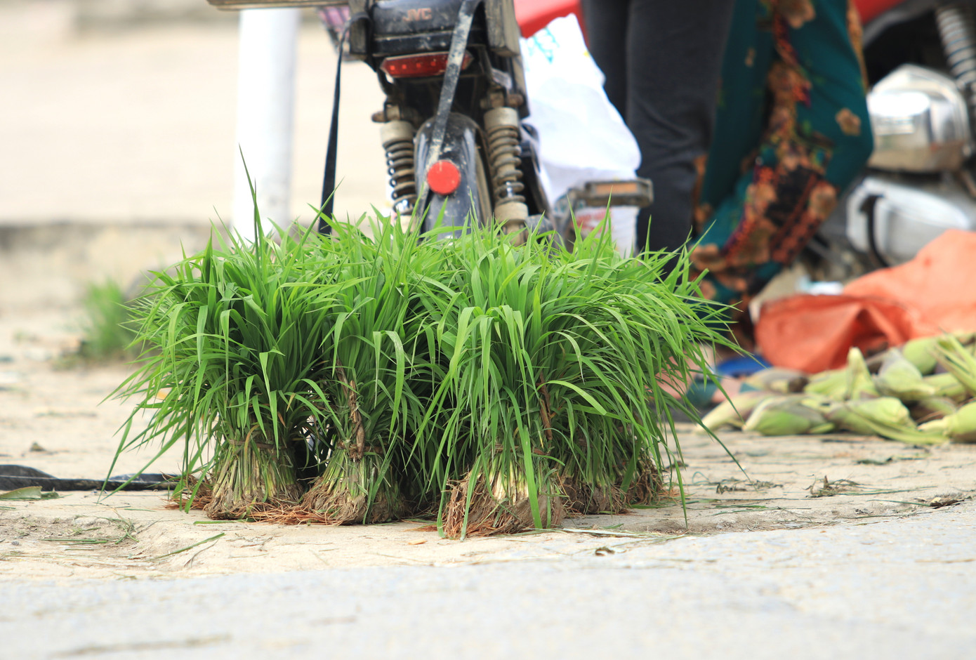 Những bó mạ được mua bán chỉ bằng nắm tay với khoảng hơn 100 cây lúa. Sau khi được nhổ từ ruộng, người dân sẽ rửa bớt lớp bùn đất rồi bó lại đi bán.