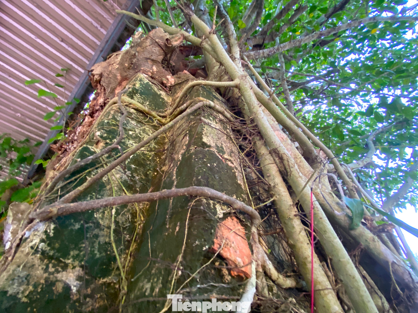 Bên ngoài, rễ cây chằng chịt như vô vàn những con rắn to nhỏ, ngắn dài ôm ấp, bao phủ am thờ.