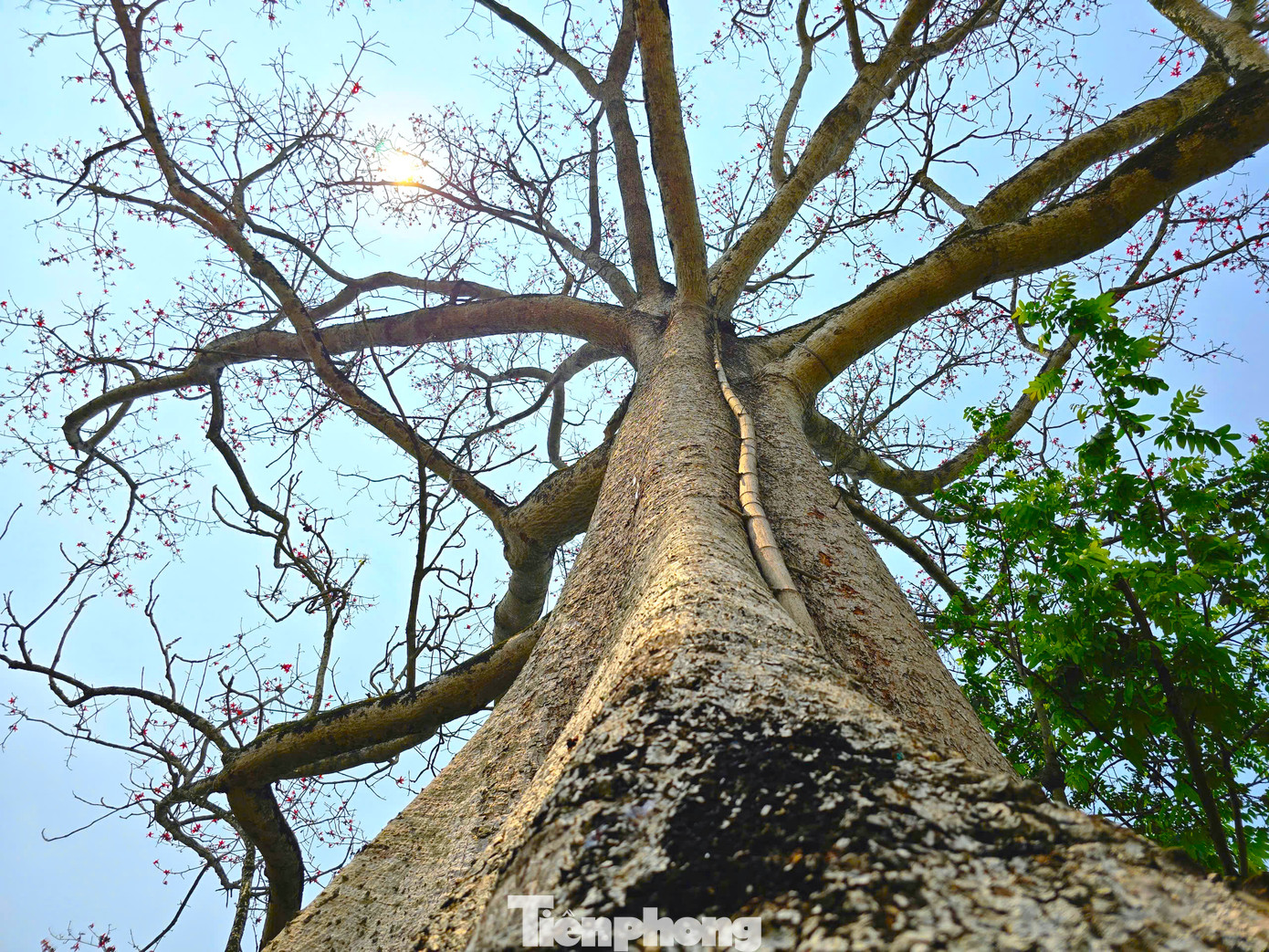 Cây gạo là họ thân gỗ, tán tròn. Vào mùa hoa, cây trút lá rồi bung nở rực rỡ khiến những con đường làng trở nên thơ mộng hơn trong nắng xuân. Khi hoa gạo nở cũng là thời điểm báo hiệu mùa xuân đã qua đi, mùa hạ đang đến gần.