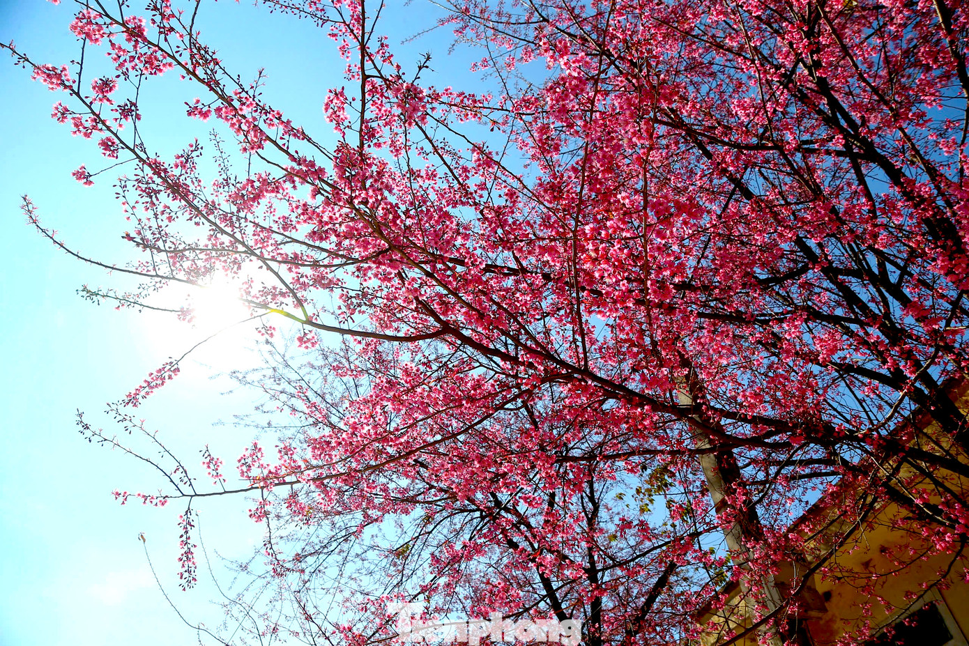 Những cây anh đào đồng loạt bung nở, khoe sắc báo hiệu một mùa xuân mới đang về ở huyện biên giới xứ Nghệ.