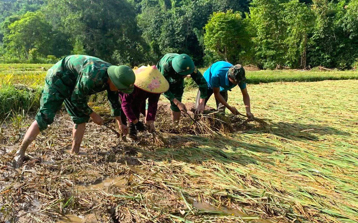 Bên cạnh việc hỗ trợ người dân khắc phục hậu quả về nhà cửa, tài sản, những ngày qua các cán bộ chiến sĩ Đồn Biên phòng Nhôn Mai đã xuống đồng để giúp người dân thu hoạch lúa. Bên cạnh việc hỗ trợ người dân khắc phục hậu quả về nhà cửa, tài sản, những ngày qua các cán bộ chiến sĩ Đồn Biên phòng Nhôn Mai đã xuống đồng để giúp người dân thu hoạch lúa.