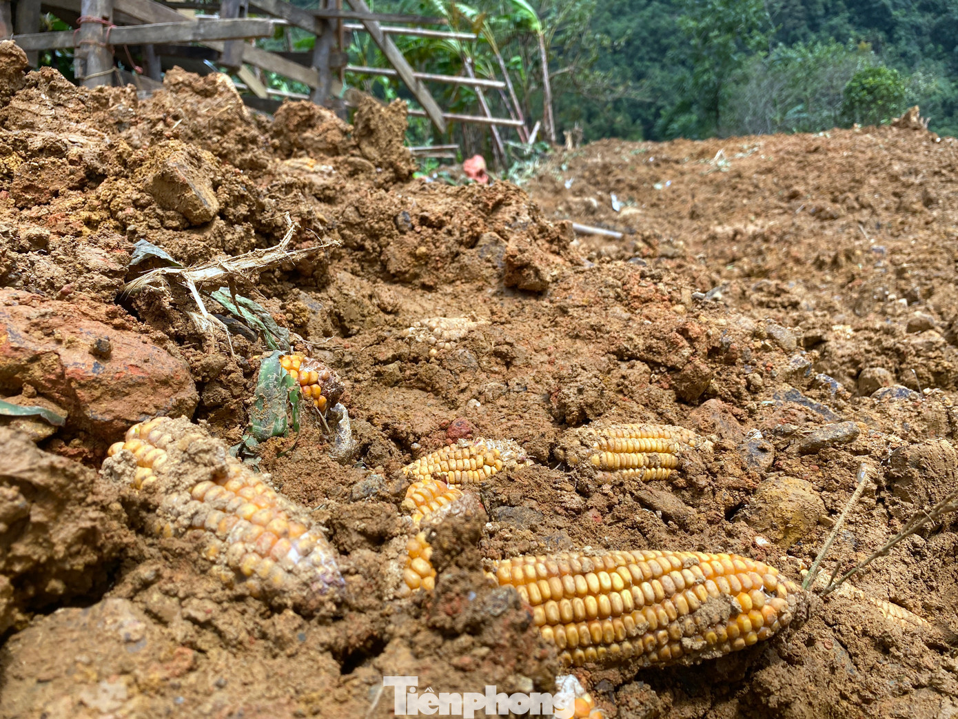 Những bông ngô trộn lẫn với lớp bùn đất dày đặc.
