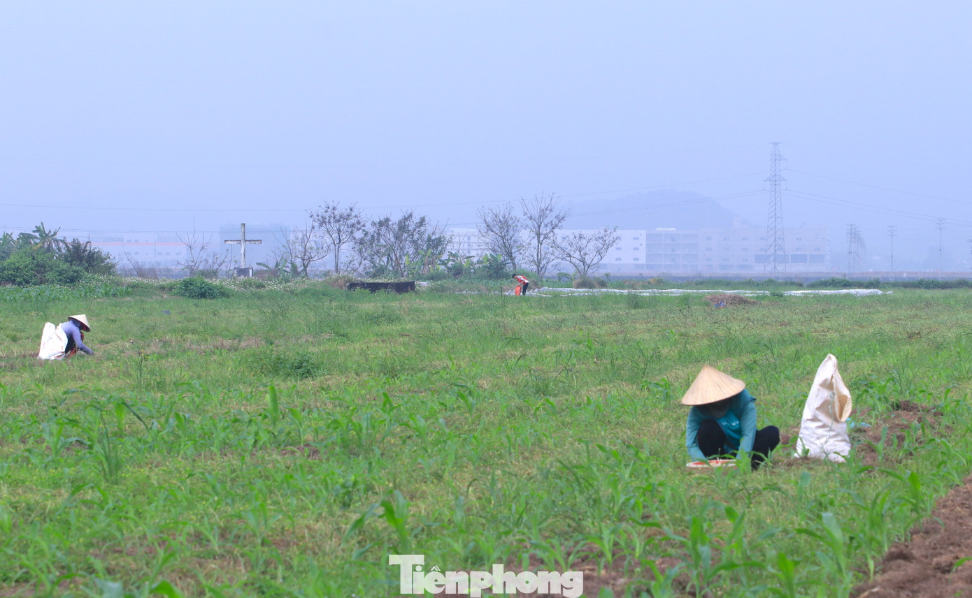 Hành tăm có rất nhiều công dụng và được mọi người ưa chuộng làm gia vị để chế biến nhiều món ăn thường ngày. Ngoài làm gia vị, trong Đông Y hành tăm còn được sử dụng như một vị thuốc để sát khuẩn, giải độc, trị cảm hàn. Chính vì công dụng rộng rãi, hành tăm rất được người dân ưa chuộng và tìm mua.
