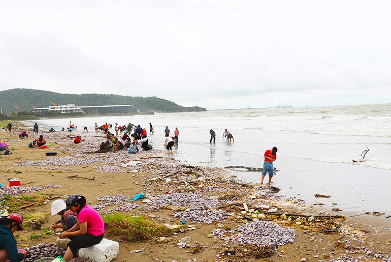 Ngao biển bị sóng đánh dạt vào bờ biển Cửa Lò sau đợt mưa lớn. Ngao biển bị sóng đánh dạt vào bờ biển Cửa Lò sau đợt mưa lớn.
