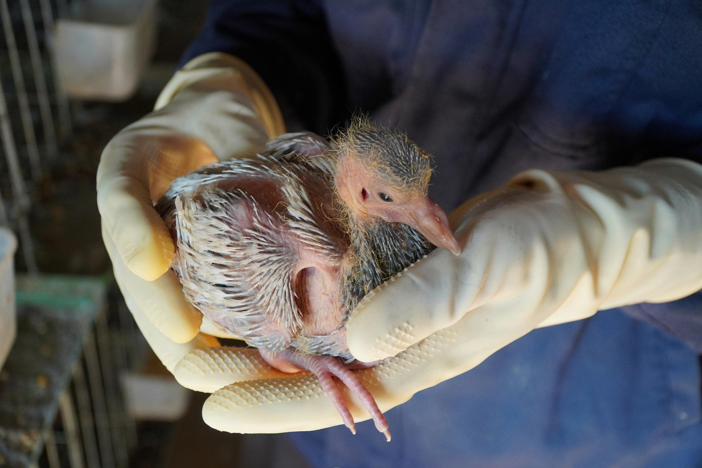 Sau 25 ngày nở, chim non có thể xuất bán làm thịt. Sau 25 ngày nở, chim non có thể xuất bán làm thịt.