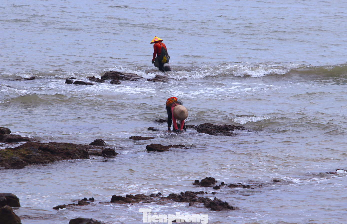 Cứ vào dịp tháng 4 - 7 âm lịch hằng năm, nhiều người dân sống gần biển các huyện Nghi Lộc, Quỳnh Lưu, thị xã Hoàng Mai (Nghệ An) lại bận rộn ngụp lặn với sóng biển để vớt, nhặt rong biển. Cứ vào dịp tháng 4 - 7 âm lịch hằng năm, nhiều người dân sống gần biển các huyện Nghi Lộc, Quỳnh Lưu, thị xã Hoàng Mai (Nghệ An) lại bận rộn ngụp lặn với sóng biển để vớt, nhặt rong biển.