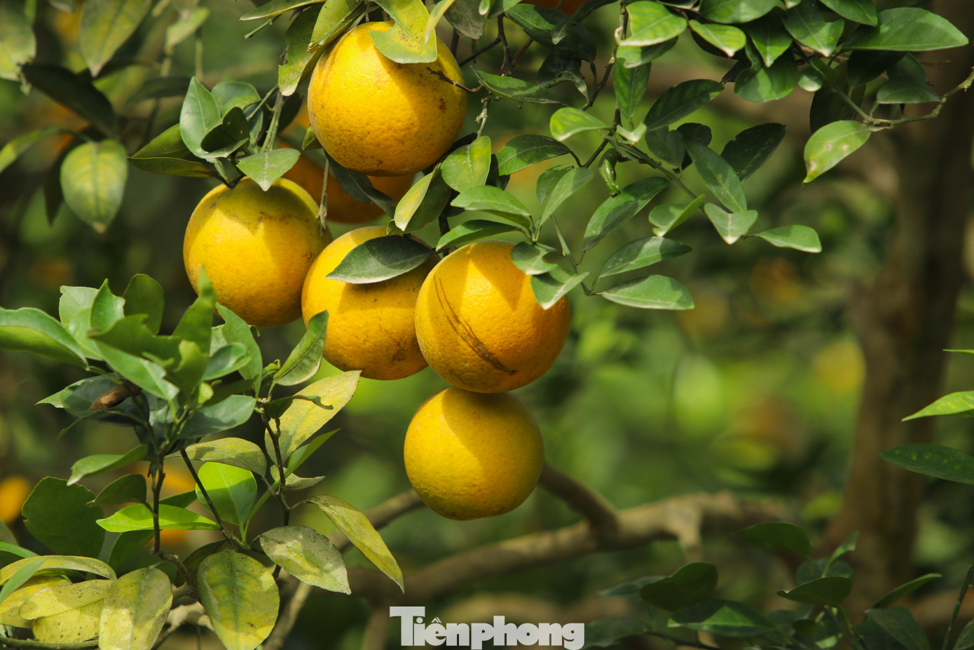 Ông Biên cho biết, thường thì cam sẽ chín đồng loạt và phải thu hoạch trong vòng hơn 1 tháng. Tuy nhiên sau nhiều năm đúc kết kinh nghiệm, ông Biên mày mò ra cách hãm để cam chín rải rác và có thể thu hoạch dài ngày, tránh việc thu hoạch không kịp sẽ hỏng.