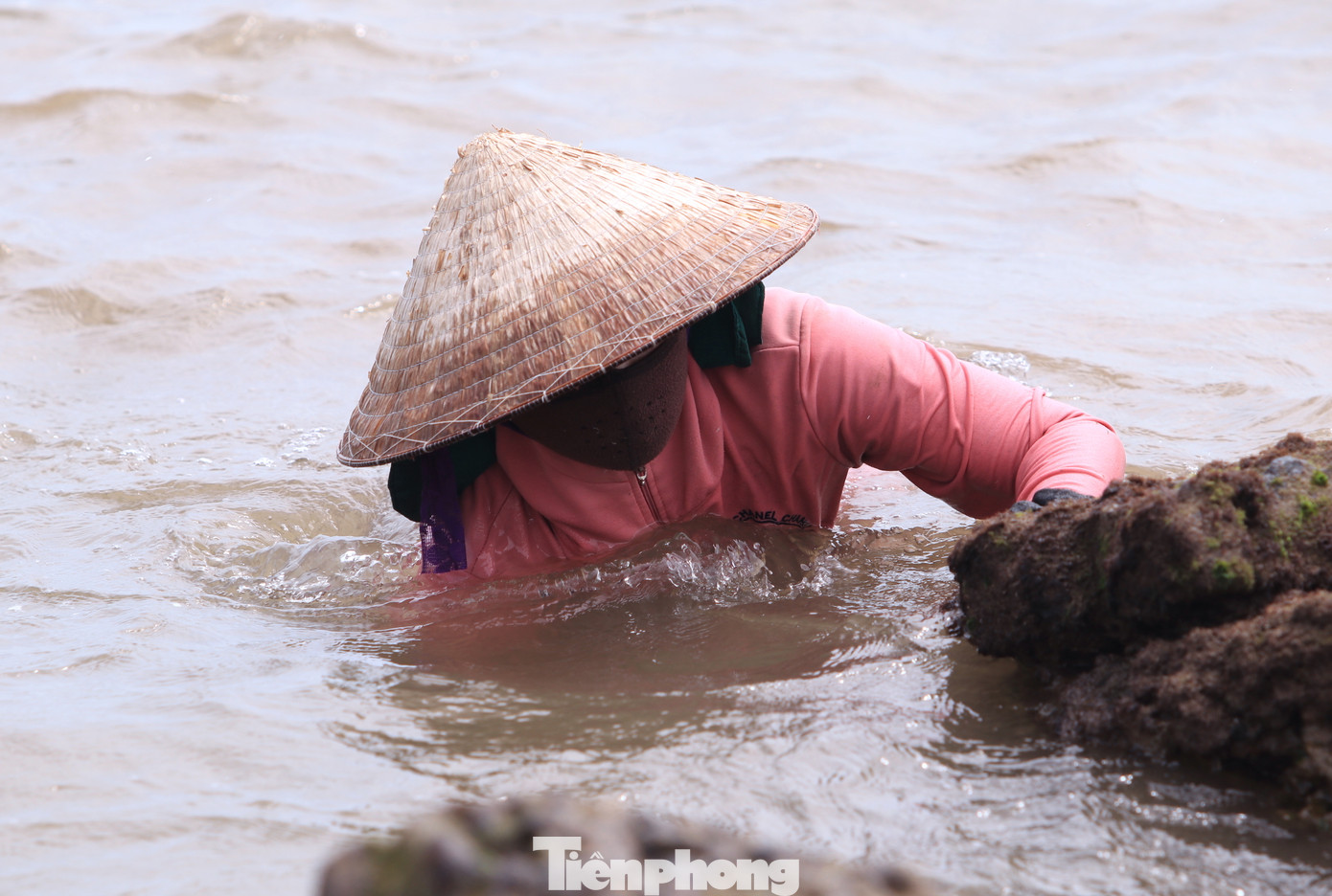 “Loại rong biển này thường sống và phát triển mạnh ở các bờ biển có bãi đá tự nhiên như xã Nghi Yên, Nghi Thiết, Nghi Tiến (huyện Nghi Lộc, Nghệ An). Phải thật tinh mắt, tay nhanh mới có thể vớt loài rau này. Chậm tý là sóng biển cuốn đi nơi khác rồi", chị Trần Thị Hoa (trú xã Thuận Long, huyện Quỳnh Lưu, Nghệ An) nói. “Loại rong biển này thường sống và phát triển mạnh ở các bờ biển có bãi đá tự nhiên như xã Nghi Yên, Nghi Thiết, Nghi Tiến (huyện Nghi Lộc, Nghệ An). Phải thật tinh mắt, tay nhanh mới có thể vớt loài rau này. Chậm tý là sóng biển cuốn đi nơi khác rồi", chị Trần Thị Hoa (trú xã Thuận Long, huyện Quỳnh Lưu, Nghệ An) nói.