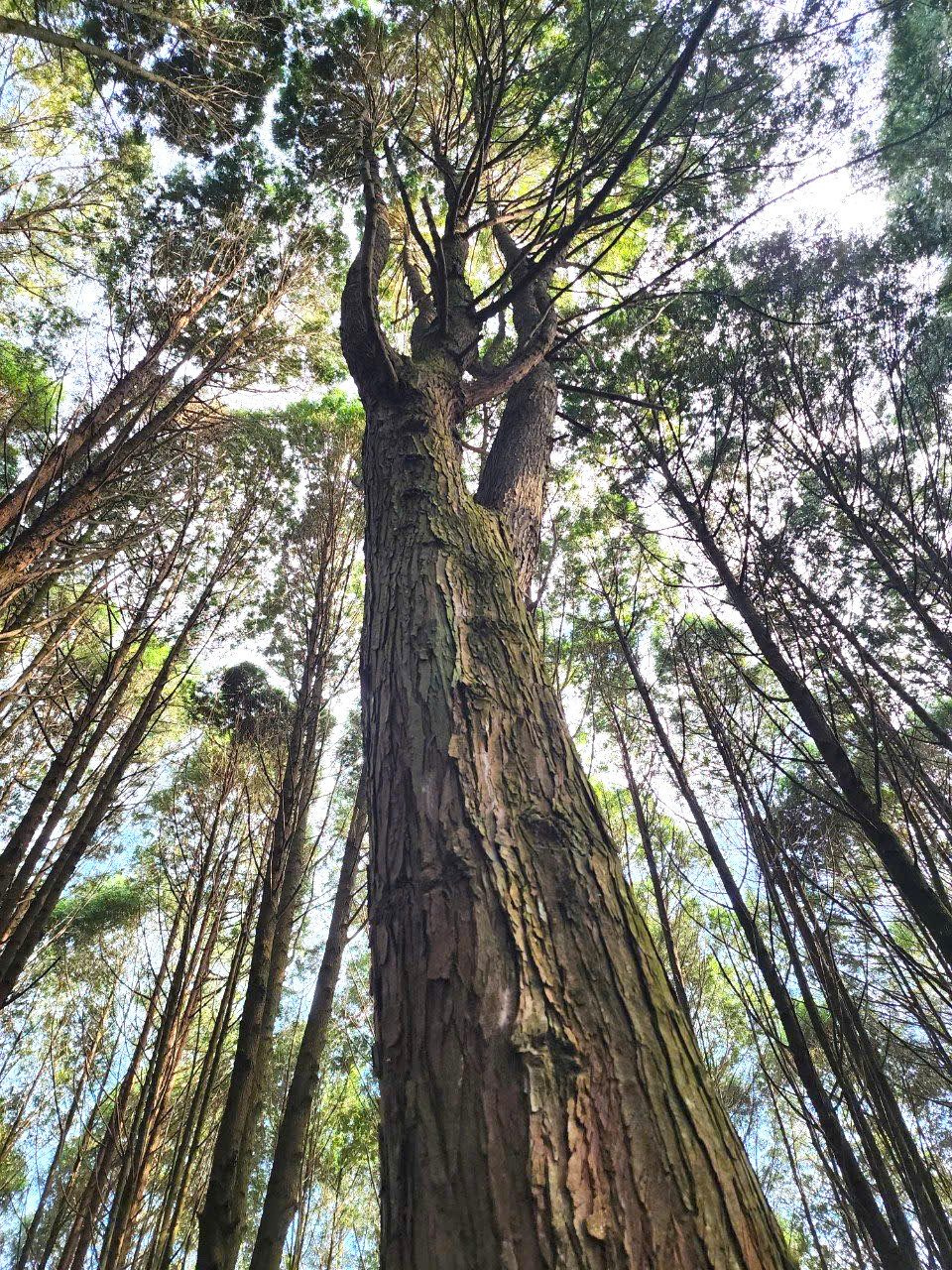 Được chăm sóc, bảo vệ, khu rừng Pơmu, Samu ngày càng phát triển tươi tốt.