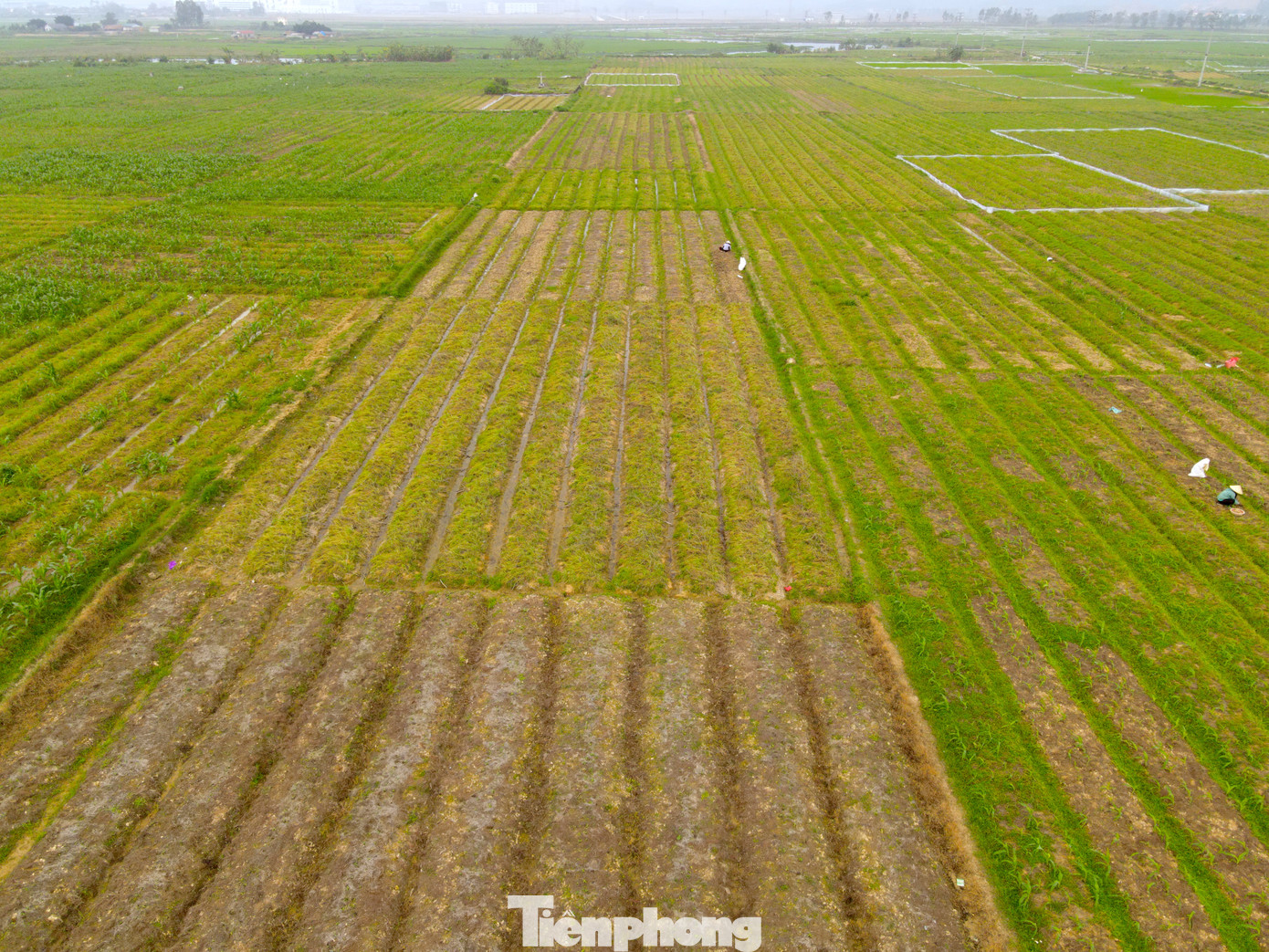 Huyện Nghi Lộc (tỉnh Nghệ An) là vùng trồng hành tăm lớn nhất tỉnh với diện tích gần 300ha. Trong đó, tập trung nhiều ở các xã Nghi Thuận, Nghi Hoa, Nghi Lâm, Nghi Kiều…