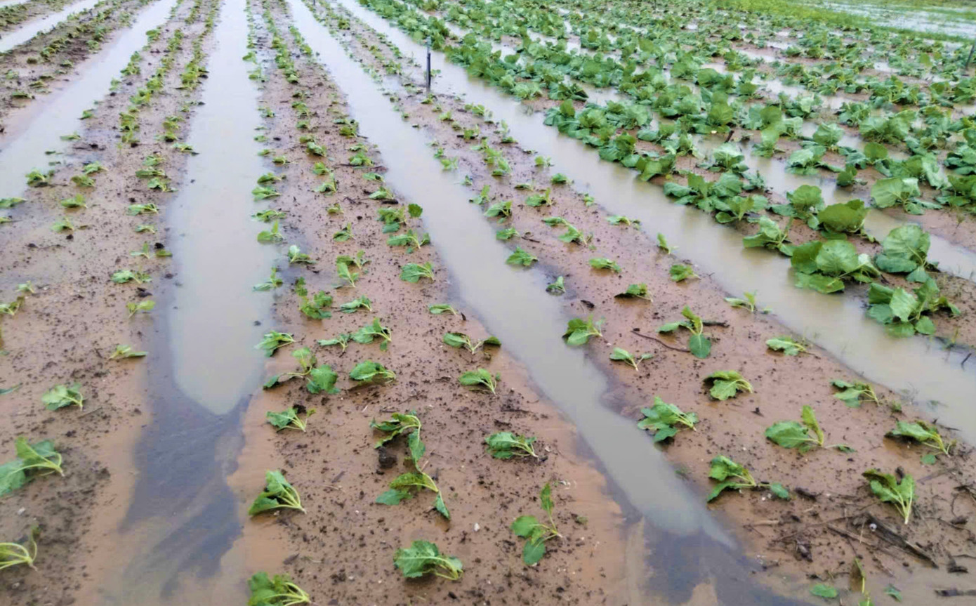 Thống kê bước đầu cho thấy có 1.500ha rau màu của người dân ở Diễn Châu bị ngập. Một số diện tích đã bị hư hỏng. Thống kê bước đầu cho thấy có 1.500ha rau màu của người dân ở Diễn Châu bị ngập. Một số diện tích đã bị hư hỏng.