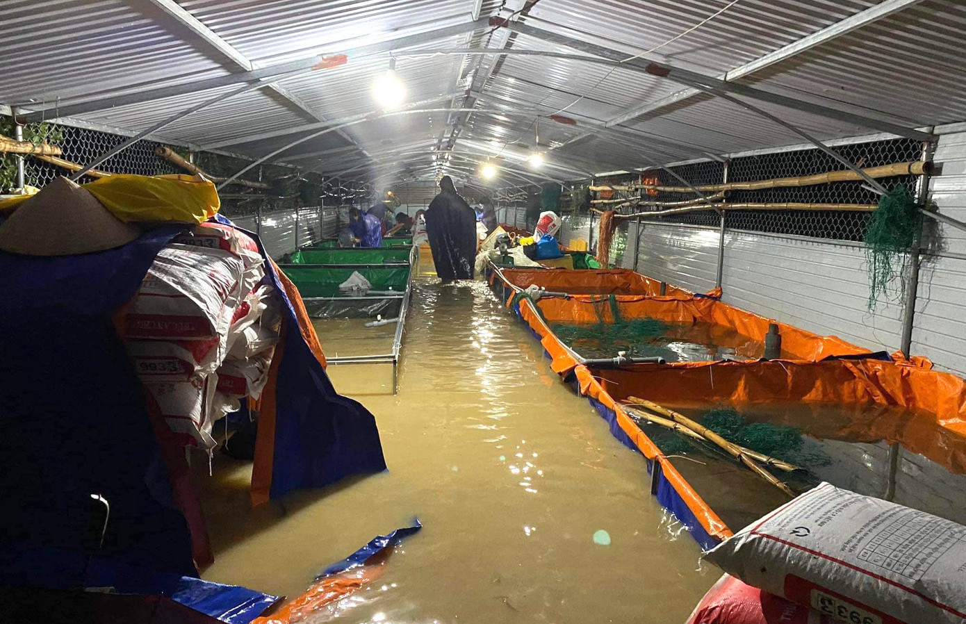 Trang trại lươn của gia đình anh Thiên bị ngập sâu trong nước lũ. Trang trại lươn của gia đình anh Thiên bị ngập sâu trong nước lũ.