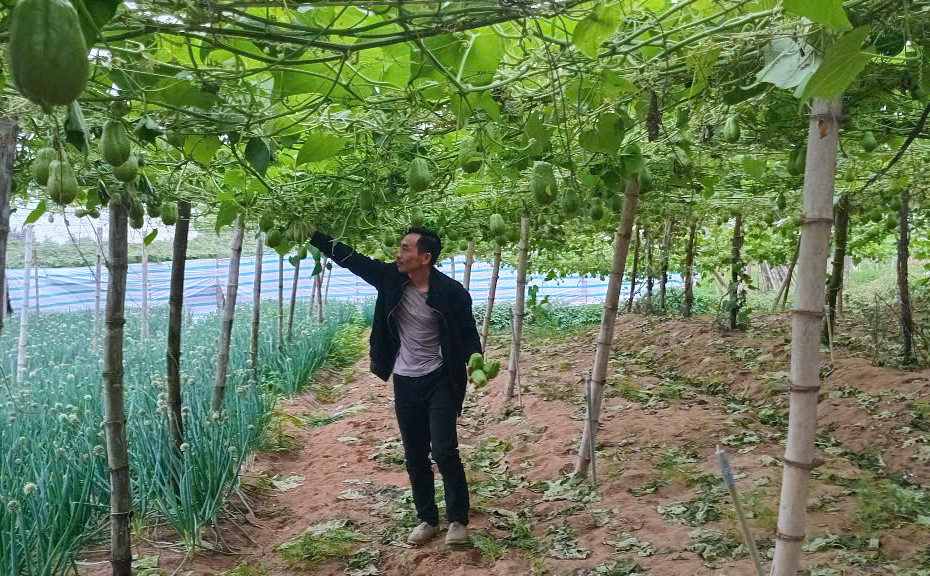 Trước Tết, giá su su có thời điểm lên cao từ 4.000 đến 5.000 đồng/kg. Trước Tết, giá su su có thời điểm lên cao từ 4.000 đến 5.000 đồng/kg.