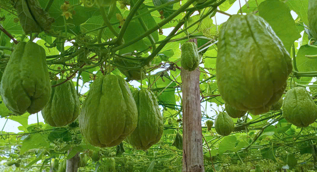 Nhiều hộ gia đình trồng su su không thu hoạch vì giá thấp và không có người thu mua. Nhiều hộ gia đình trồng su su không thu hoạch vì giá thấp và không có người thu mua.