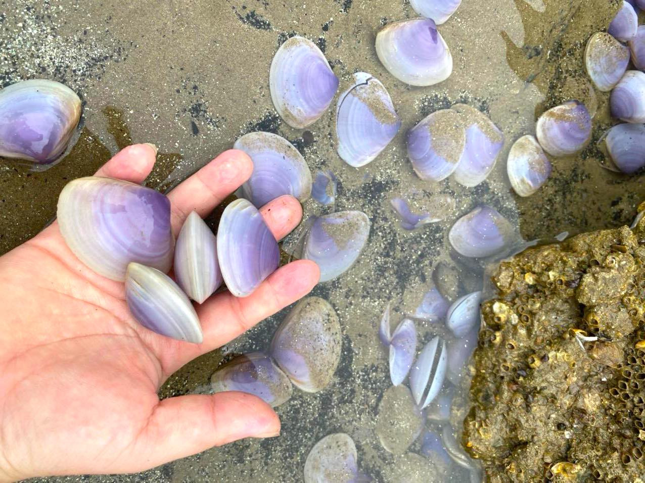 Ngao bị sóng đánh trôi dạt vào bờ là ngao giấy, vỏ có màu tím. Loại ngao biển này có giá khoảng 80-100 nghìn đồng/1kg.