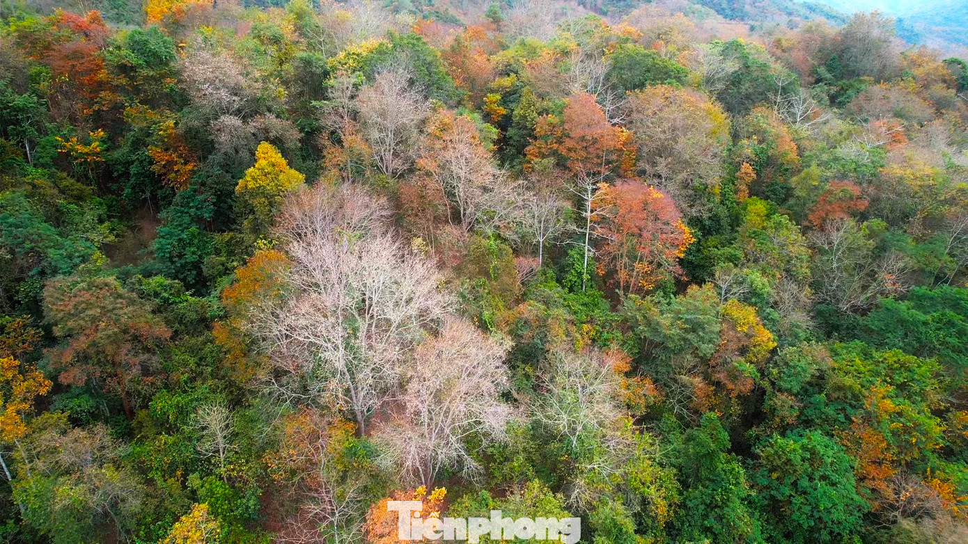 Nhìn từ trên cao, cánh rừng tạo nên khung cảnh đẹp như tranh vẽ.