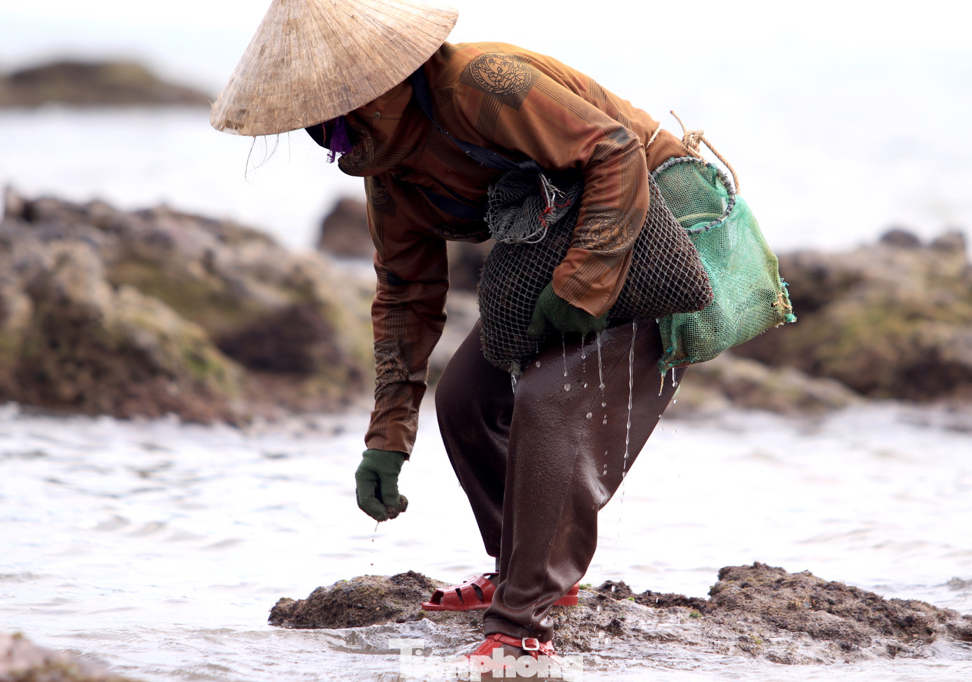 Chân dò dẫm bước đi trên bãi đá ngầm, mắt nhìn vị trí rong biển sinh sống. Chân dò dẫm bước đi trên bãi đá ngầm, mắt nhìn vị trí rong biển sinh sống.