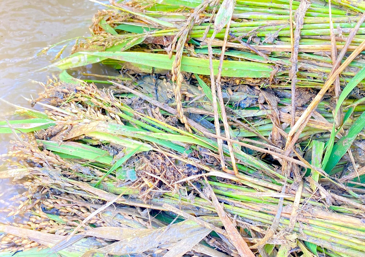 Ông Lương Văn Hóa - Bí thư xã Nhôn Mai, cho biết, ước chừng có khoảng 20ha lúa của người dân ở xã này chưa kịp thu hoạch và bị đất đá vùi lấp. Một số diện tích lúa bị nước lũ cuốn trôi hoàn toàn. Ông Lương Văn Hóa - Bí thư xã Nhôn Mai, cho biết, ước chừng có khoảng 20ha lúa của người dân ở xã này chưa kịp thu hoạch và bị đất đá vùi lấp. Một số diện tích lúa bị nước lũ cuốn trôi hoàn toàn.