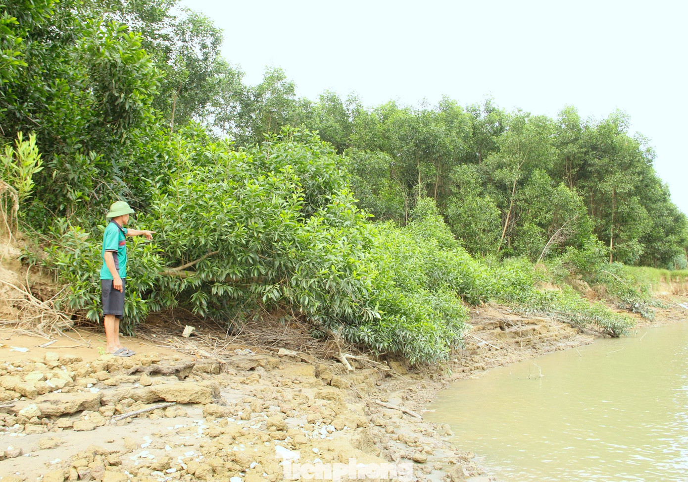 Chỉ tay vào loạt cây keo bị đổ xuống lòng sông, ông Võ Văn Kỳ chia sẻ: "Từ năm 2022 sạt lở lấn vào khu vực đất trồng keo của tôi. Khu vực đất bị sạt lở dài khoảng 400m, lấn sâu vào hơn 35m. Ước tính khoảng 2ha cây keo đã bị sạt lở cuốn trôi, gây thiệt hại rất lớn". Chỉ tay vào loạt cây keo bị đổ xuống lòng sông, ông Võ Văn Kỳ chia sẻ: "Từ năm 2022 sạt lở lấn vào khu vực đất trồng keo của tôi. Khu vực đất bị sạt lở dài khoảng 400m, lấn sâu vào hơn 35m. Ước tính khoảng 2ha cây keo đã bị sạt lở cuốn trôi, gây thiệt hại rất lớn".