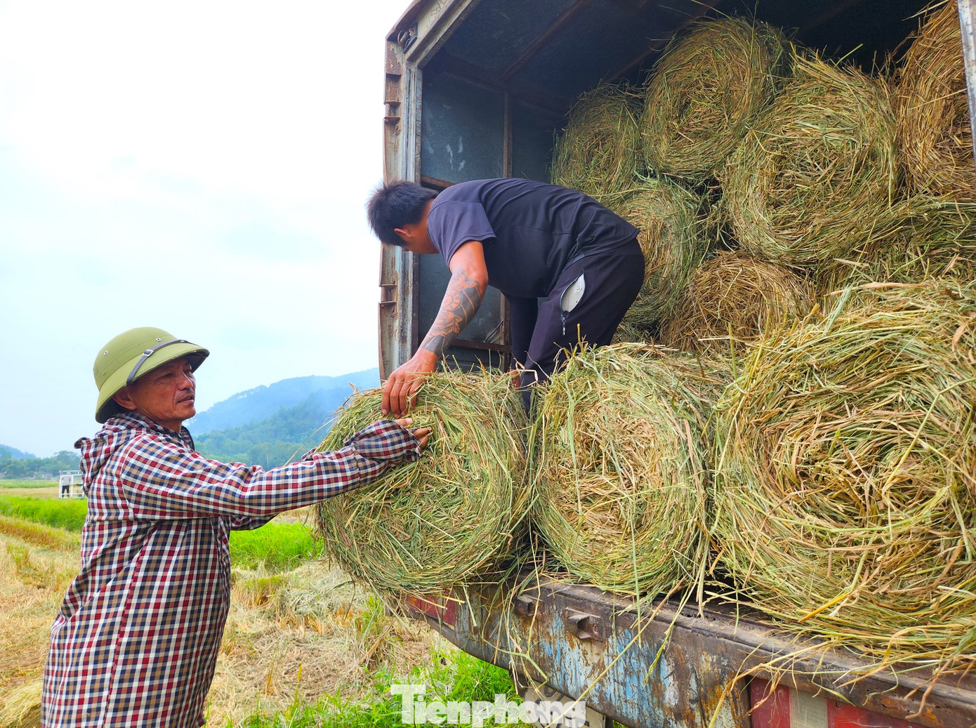 Những người thợ sau đó sẽ bốc lên xe tải đi giao cho các trang trại chăn nuôi hoặc các doanh nghiệp sản xuất nấm...