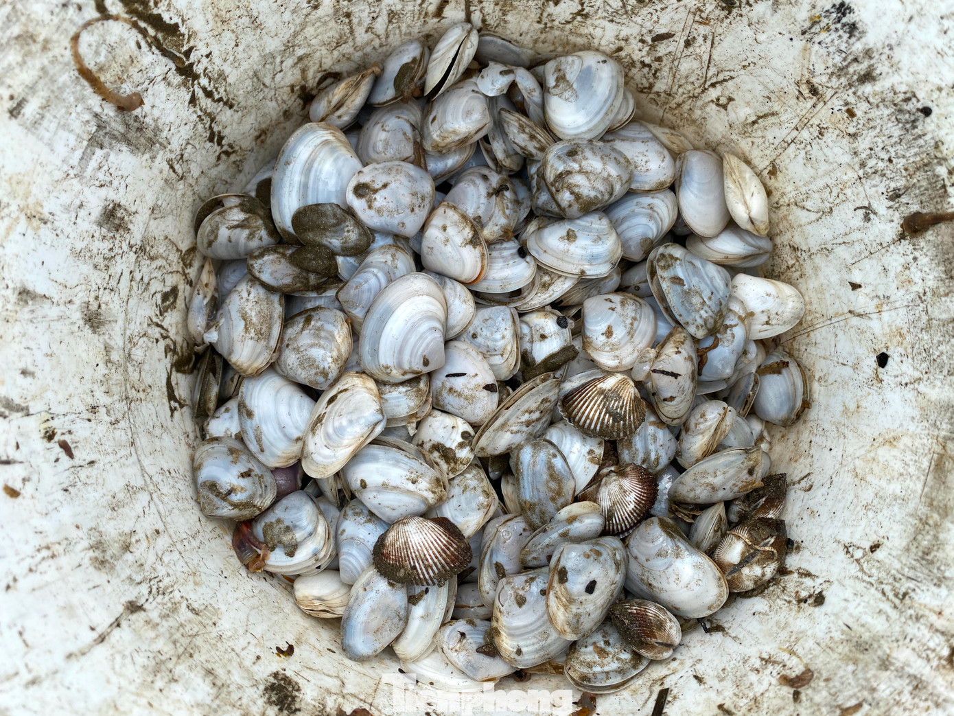 Người dân cho biết, những con ngao, sò về được chế biến thành món canh hoặc hấp để ăn rất bổ dưỡng.