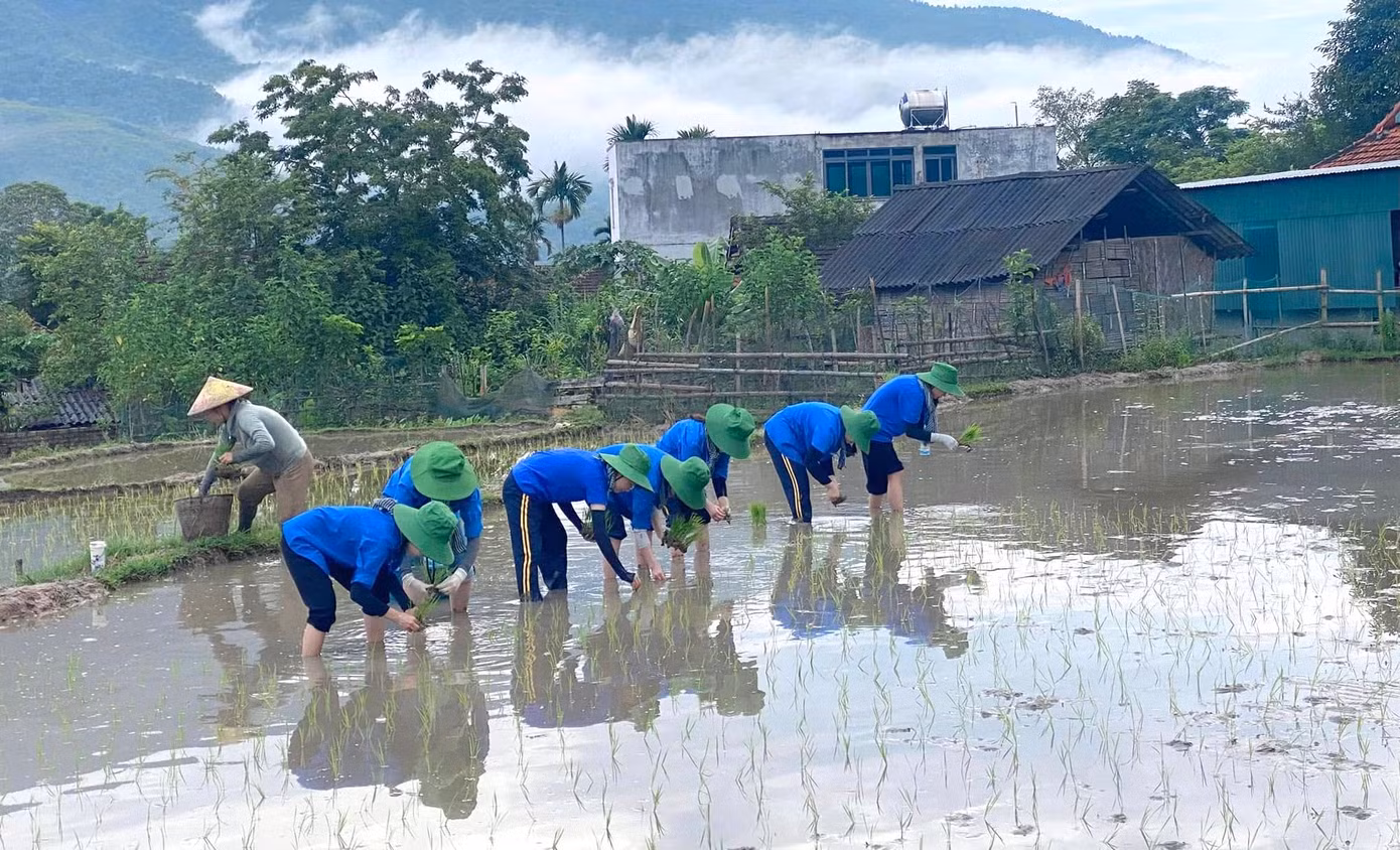Hoạt động tình nguyện cấy lúa không đơn thuần chỉ giúp người dân “kịp mùa vụ”, mà còn góp phần lan tỏa những giá trị nhân văn sâu sắc: Sự sẻ chia, tinh thần trách nhiệm và lòng nhân ái. Nó cũng là dịp để thế hệ trẻ được trải nghiệm, rèn luyện và trưởng thành hơn giữa cuộc sống đời thường.