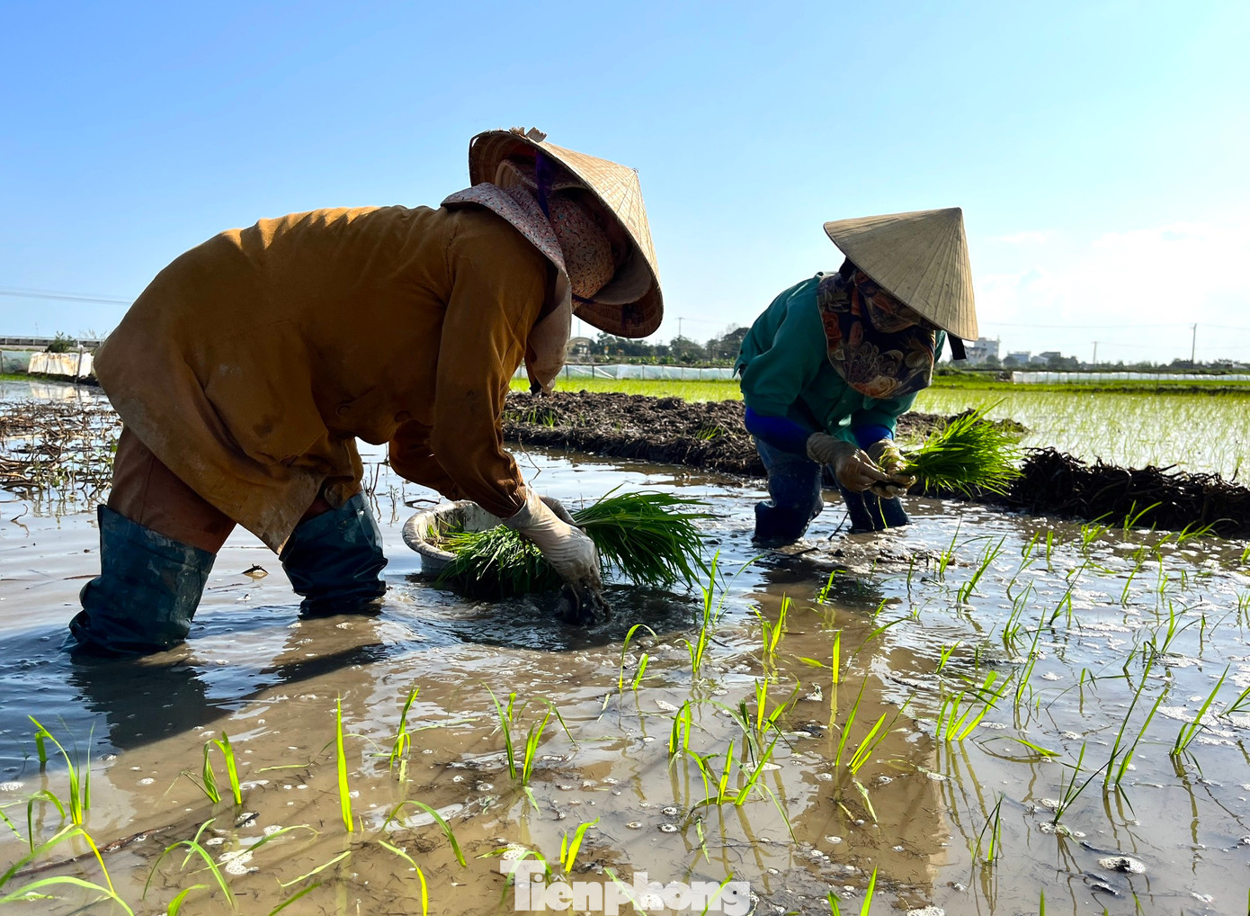 Thông thường người đi cấy thuê sẽ nhận được tiền công từ 300 đến 350 nghìn đồng nếu cấy theo ngày công. Nếu nhận khoán cấy theo ruộng, người thợ có thể nhận được 500 nghìn đồng. Tuy nhiên việc này sẽ khiến người thợ mệt nhọc hơn.