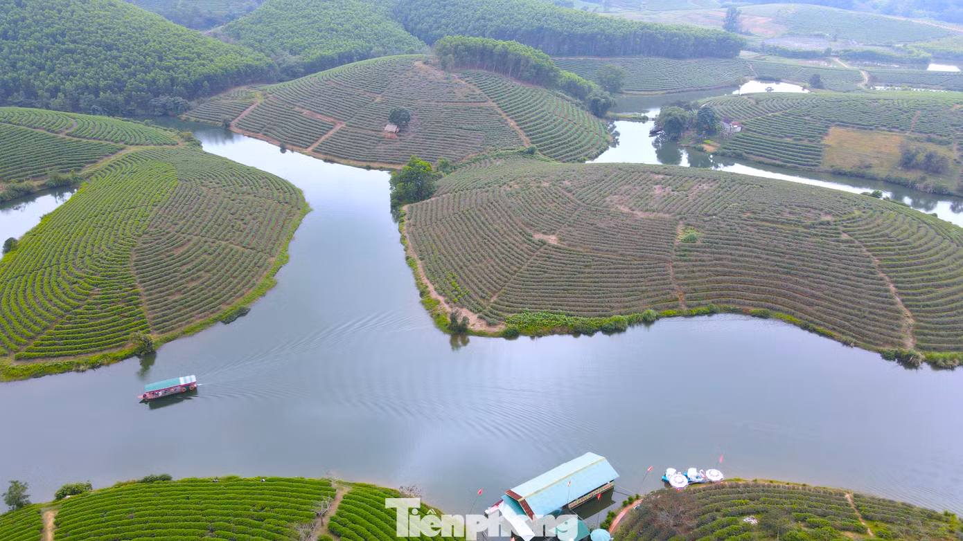 Với khung cảnh thiên nhiên hùng vĩ, đẹp tựa tranh vẽ, ốc đảo chè xanh thu hút rất nhiều khách du lịch trong nước và quốc tế đến tham quan, trải nghiệm.