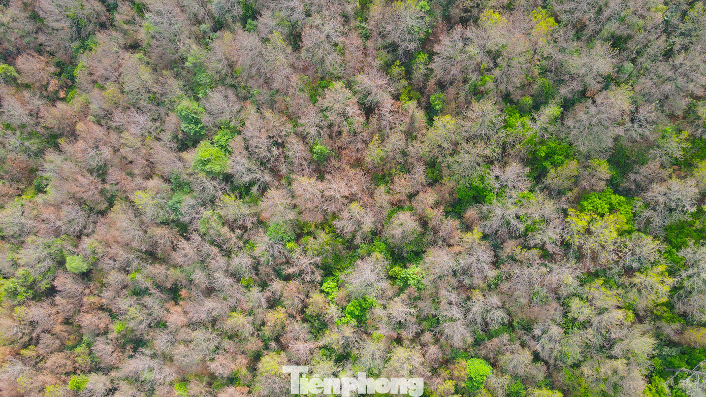 Hơn 750 ha rừng thông đã bị sâu róm cắn phá. Nhiều khu vực rừng bị xác xơ, trụi lá.