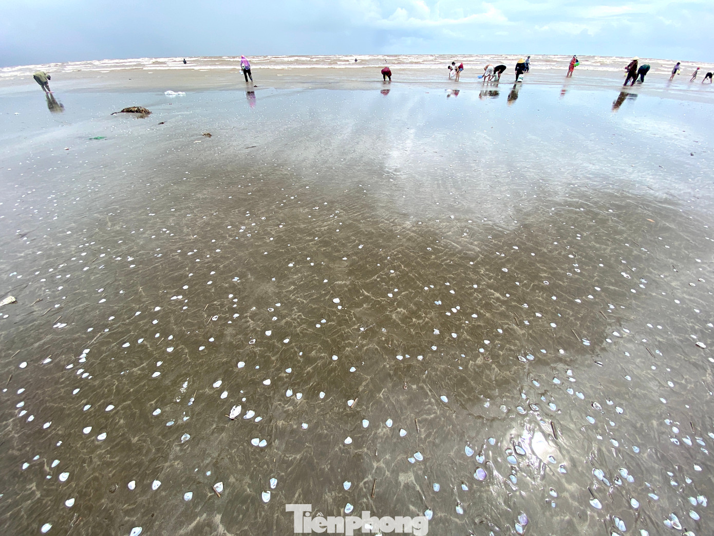 Từ sáng 20/9, bờ biển ở xóm 6 (xã Diễn Trung, huyện Diễn Châu, Nghệ An) xuất hiện hàng loạt ngao, sò, bị sóng đánh dạt vào bờ. Một đoạn bờ biển dài gần 1km xuất hiện dày đặc các loại ngao, sò.