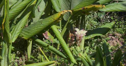 Nghệ đắng Thái Lan. Ảnh T.G