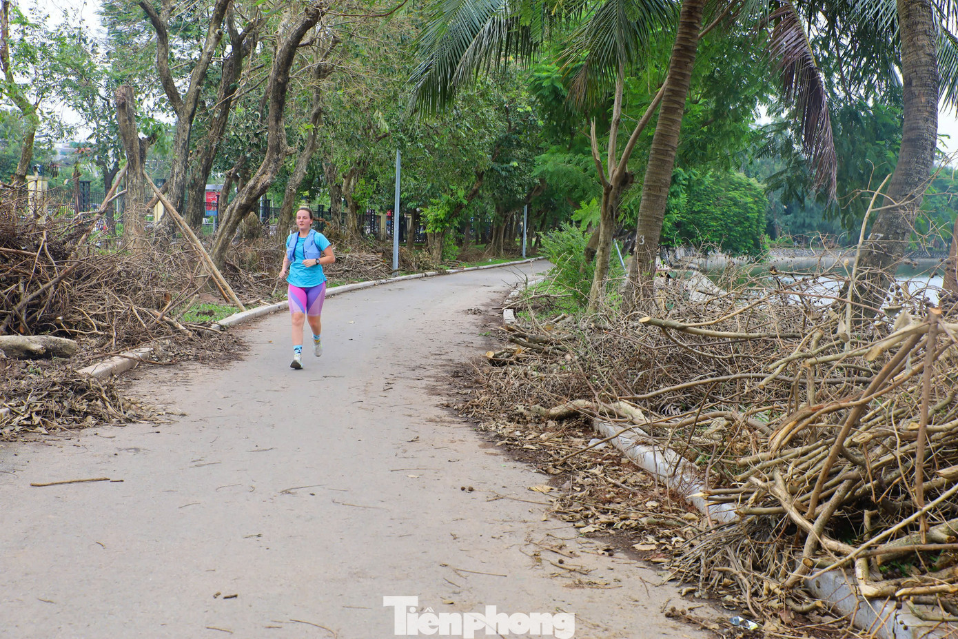 Theo báo cáo của Sở Xây dựng Hà Nội, khoảng 660 cây củi gỗ đã được tập kết tại kho Yên Sở của Công ty Công viên cây xanh và kho Kim Chung (huyện Hoài Đức) của Công ty Hà Thành.