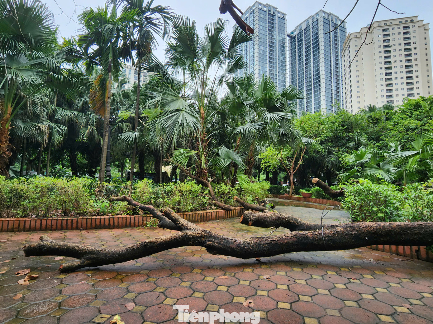 Vườn hoa trước cửa tòa nhà CT4 Khu đô thị Trung Văn vẫn còn nhiều cây đổ nằm la liệt. Vườn hoa trước cửa tòa nhà CT4 Khu đô thị Trung Văn vẫn còn nhiều cây đổ nằm la liệt.