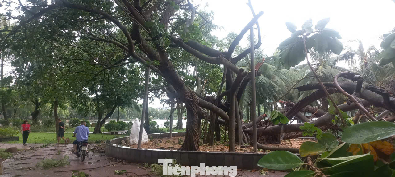 Đáng tiếc nhất là Cây đa Bác Hồ do Chủ tịch Hồ Chí Minh trồng trong công viên năm 1960 bị ngã đổ một phần