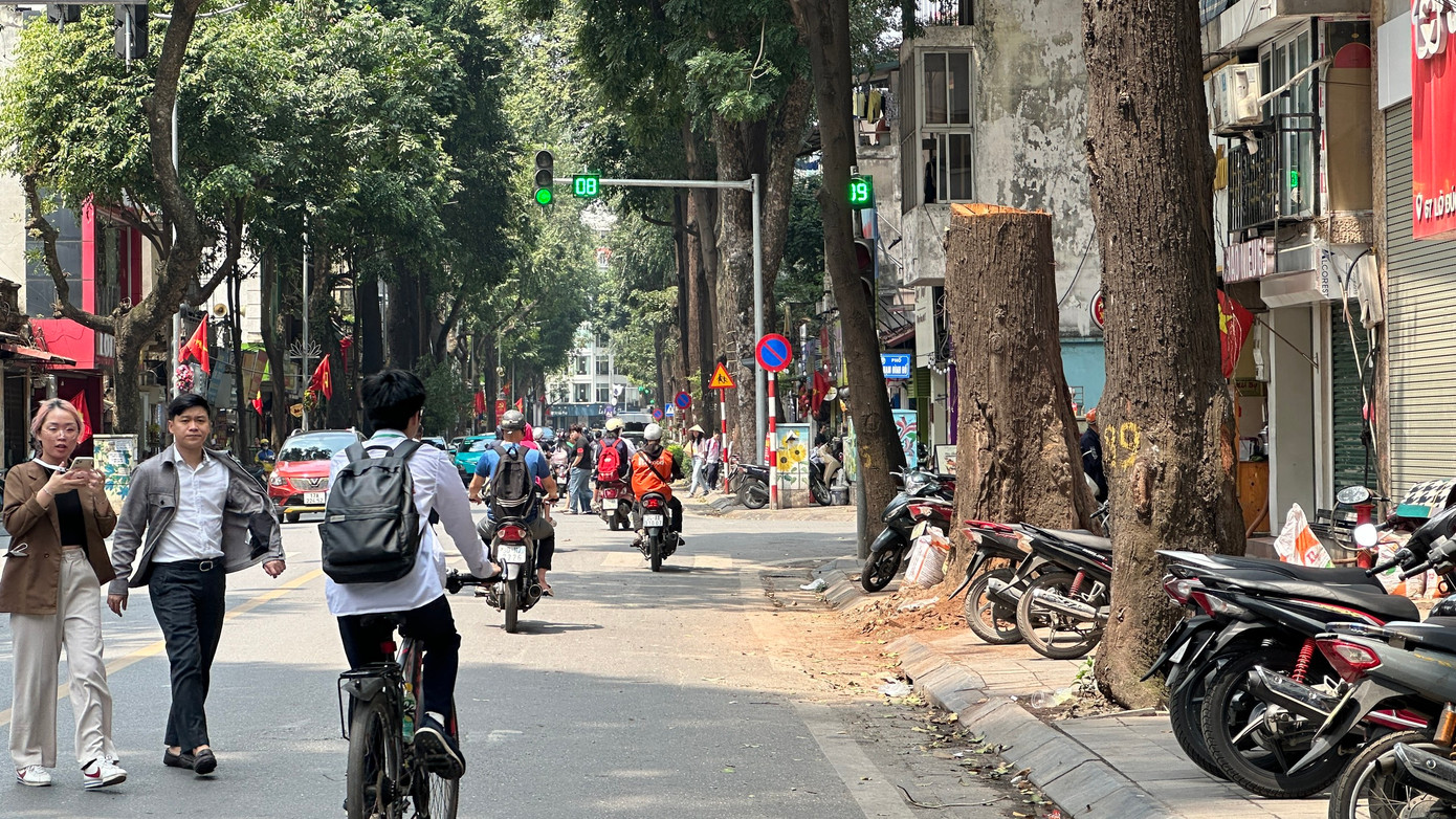 Cây sao đen chết trên phố Lò Đúc đã bị cắt ngang thân cây Cây sao đen chết trên phố Lò Đúc đã bị cắt ngang thân cây