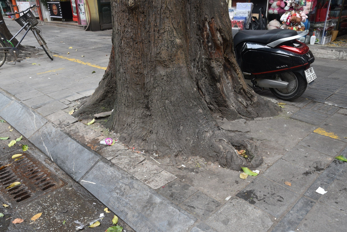 Có cây bị bê tông bịt kín phần gốc
